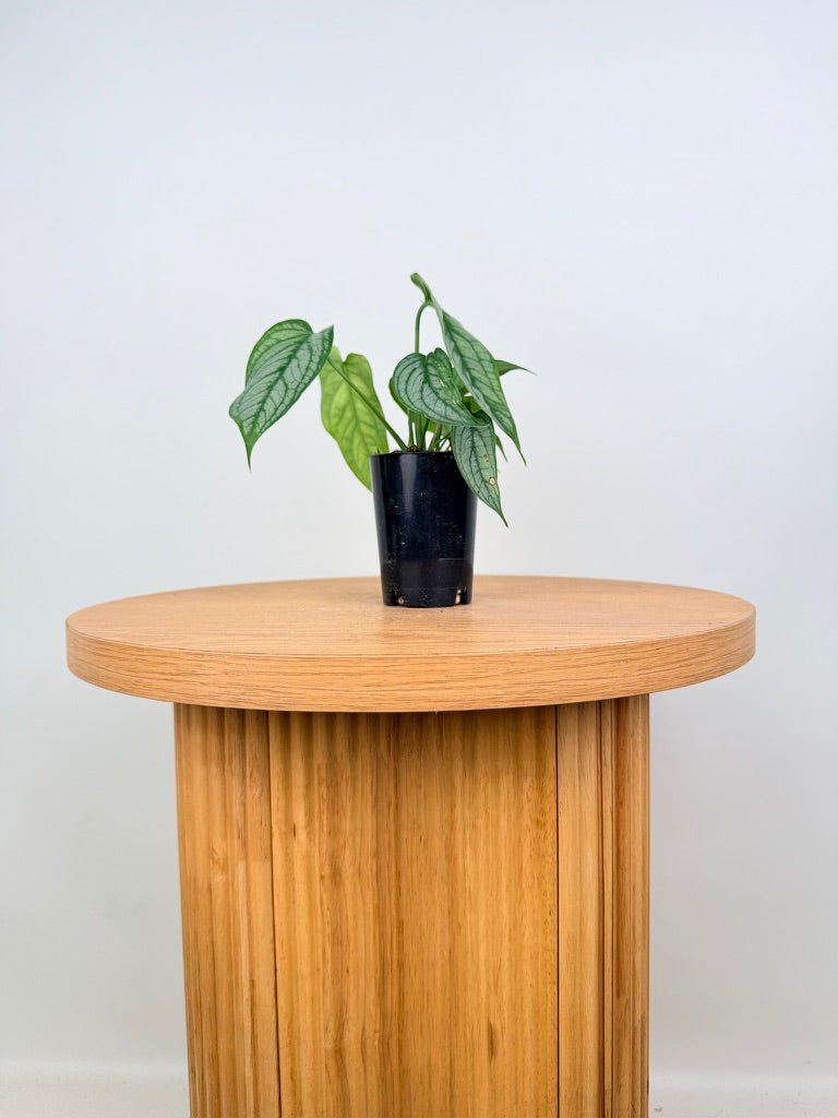 Monstera Siltepecana - El Salvador | Uprooted