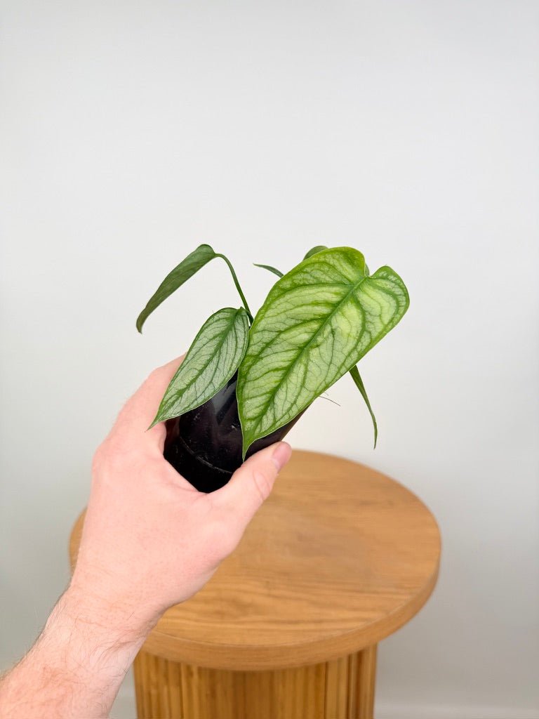 Monstera Siltepecana - El Salvador | Uprooted