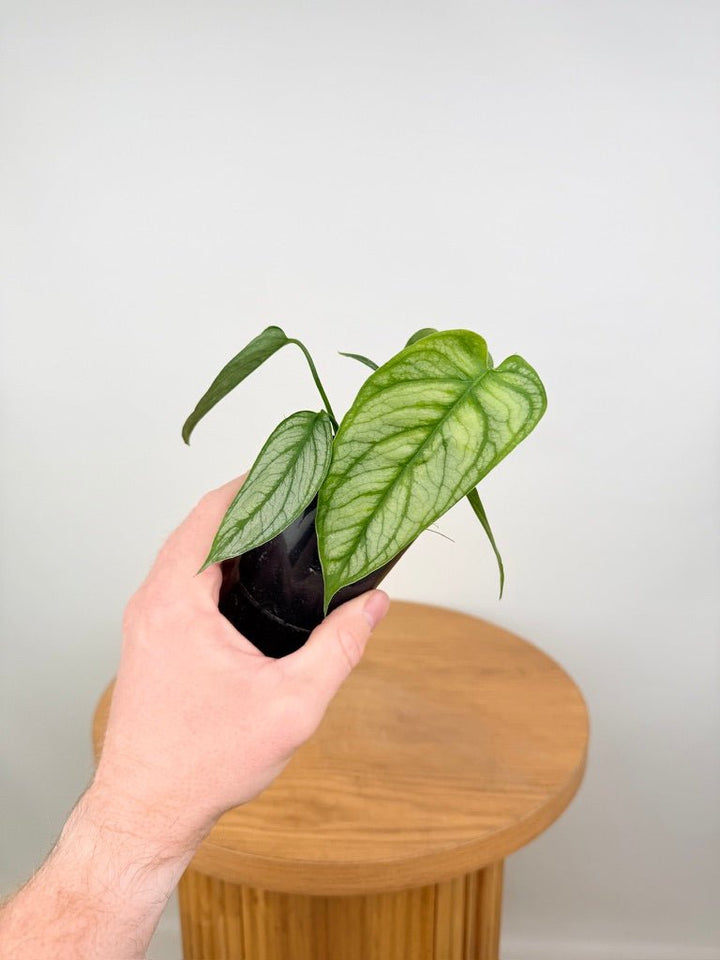 Monstera Siltepecana - El Salvador | Uprooted