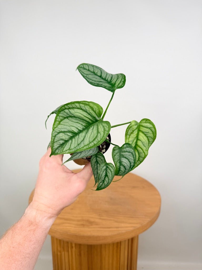 Monstera Siltepecana - El Salvador | Uprooted