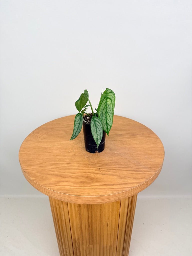 Monstera Siltepecana - El Salvador | Uprooted