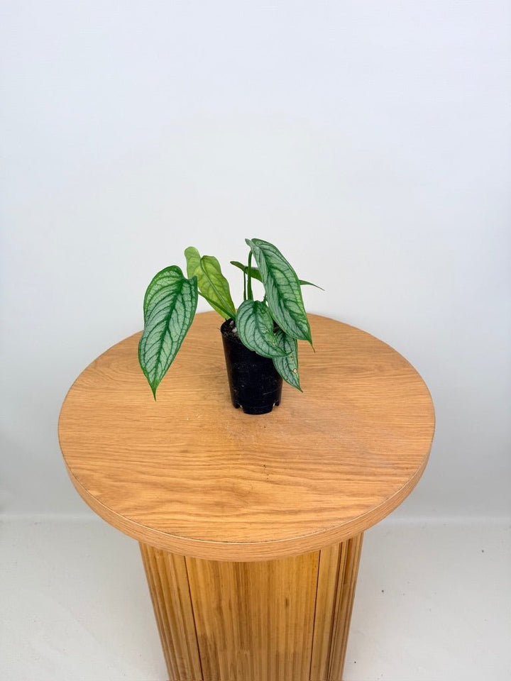 Monstera Siltepecana - El Salvador | Uprooted