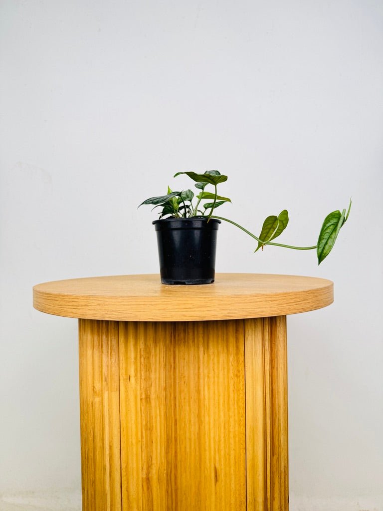 Monstera Siltepecana | Uprooted
