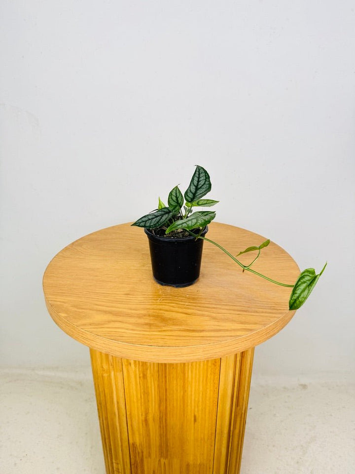 Monstera Siltepecana | Uprooted