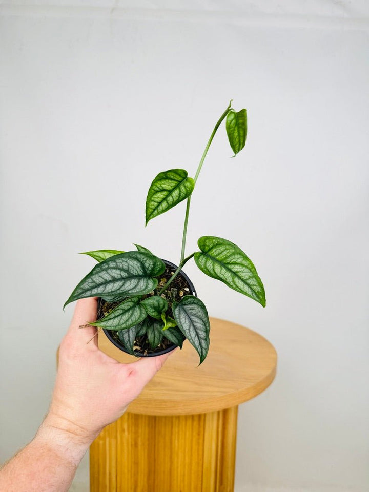 Monstera Siltepecana | Uprooted