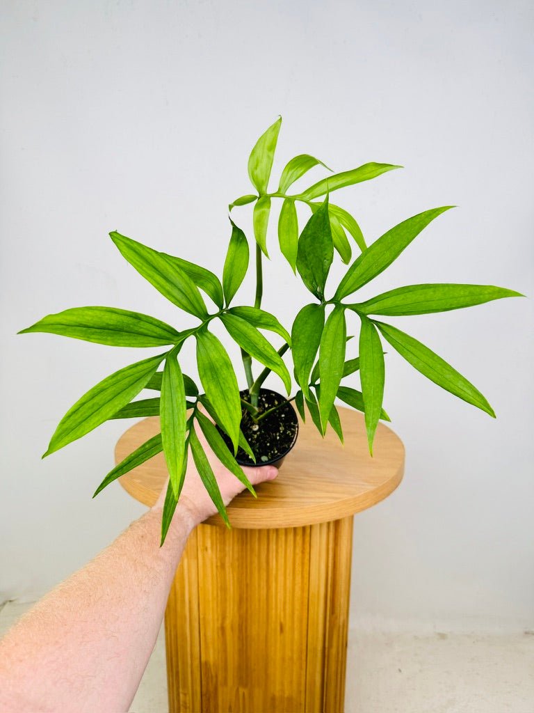 Monstera Subpinnata | Uprooted