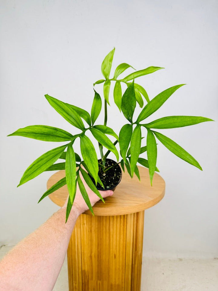 Monstera Subpinnata | Uprooted