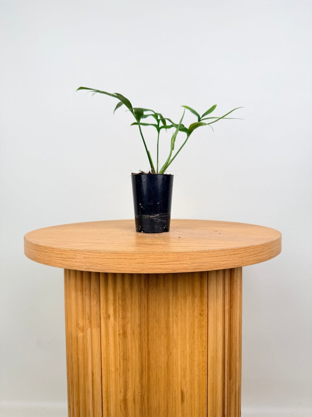 Monstera Subpinnata | Uprooted