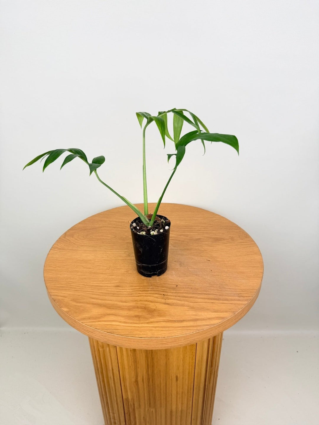 Monstera Subpinnata | Uprooted