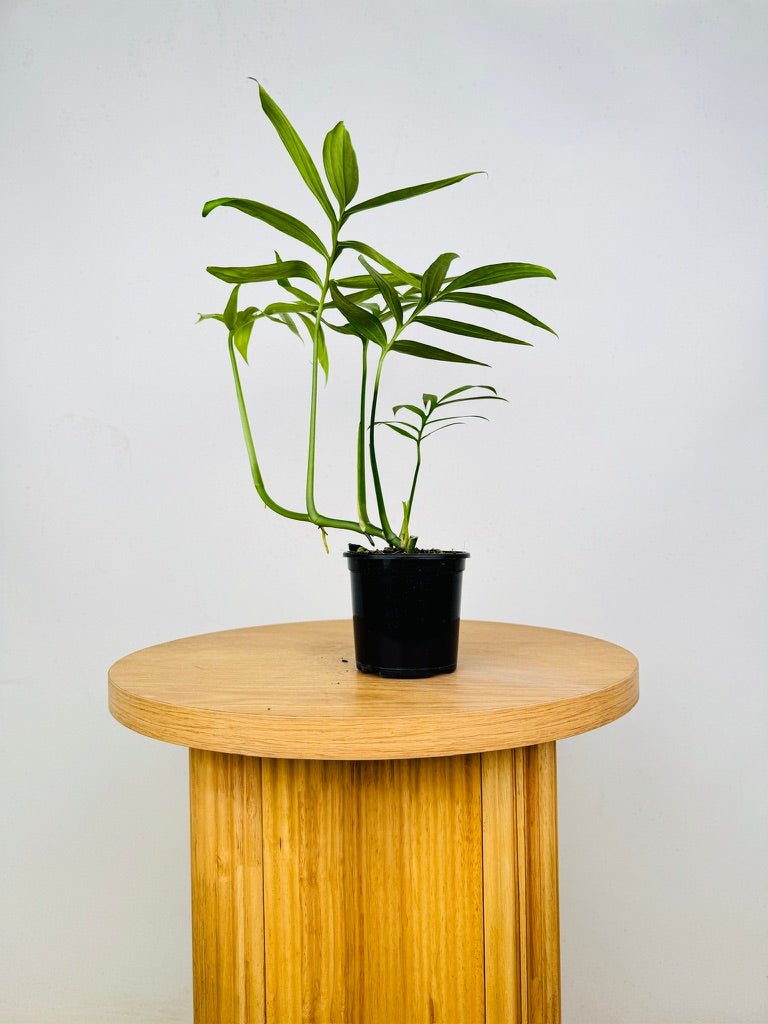 Monstera Subpinnata | Uprooted