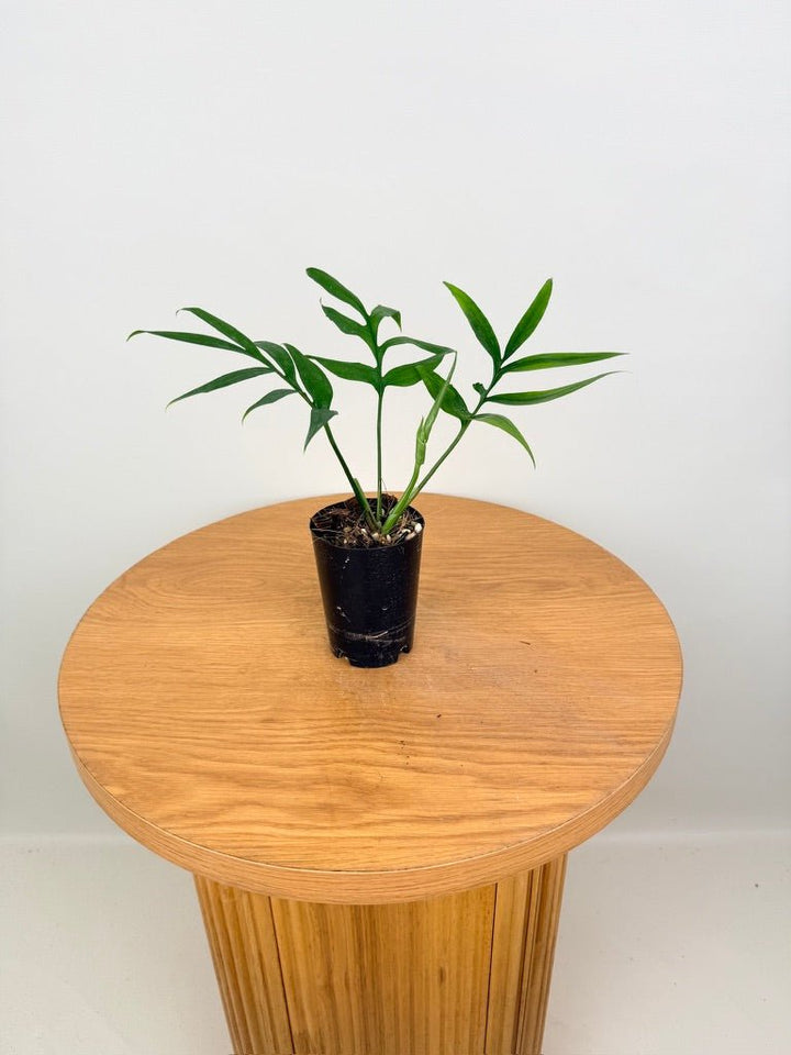 Monstera Subpinnata | Uprooted