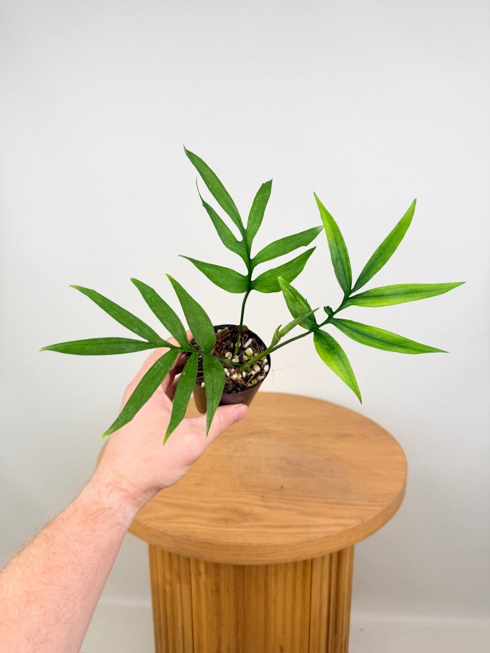 Monstera Subpinnata | Uprooted
