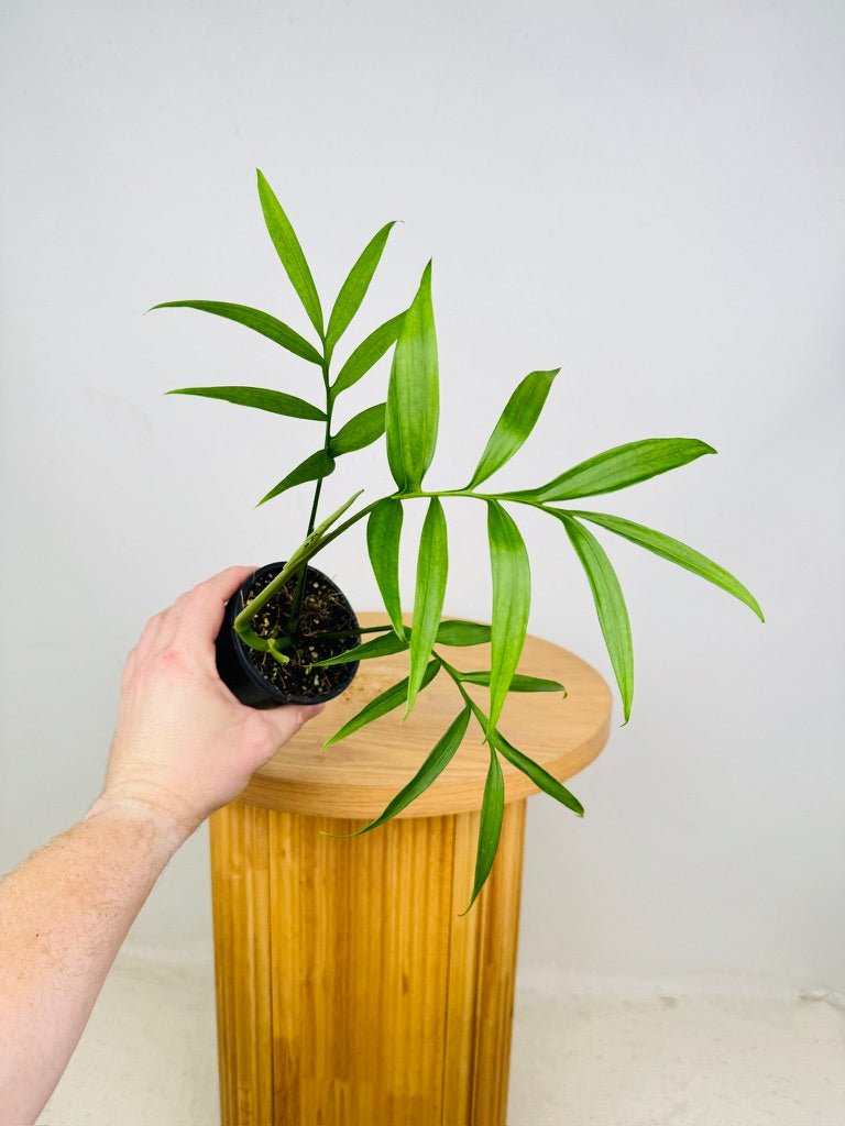 monstera subpinnata Monstera Subpinnata | Uprooted