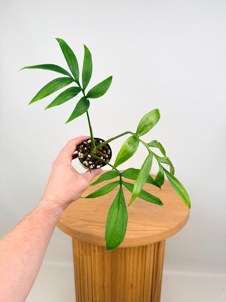 Monstera Subpinnata | Uprooted