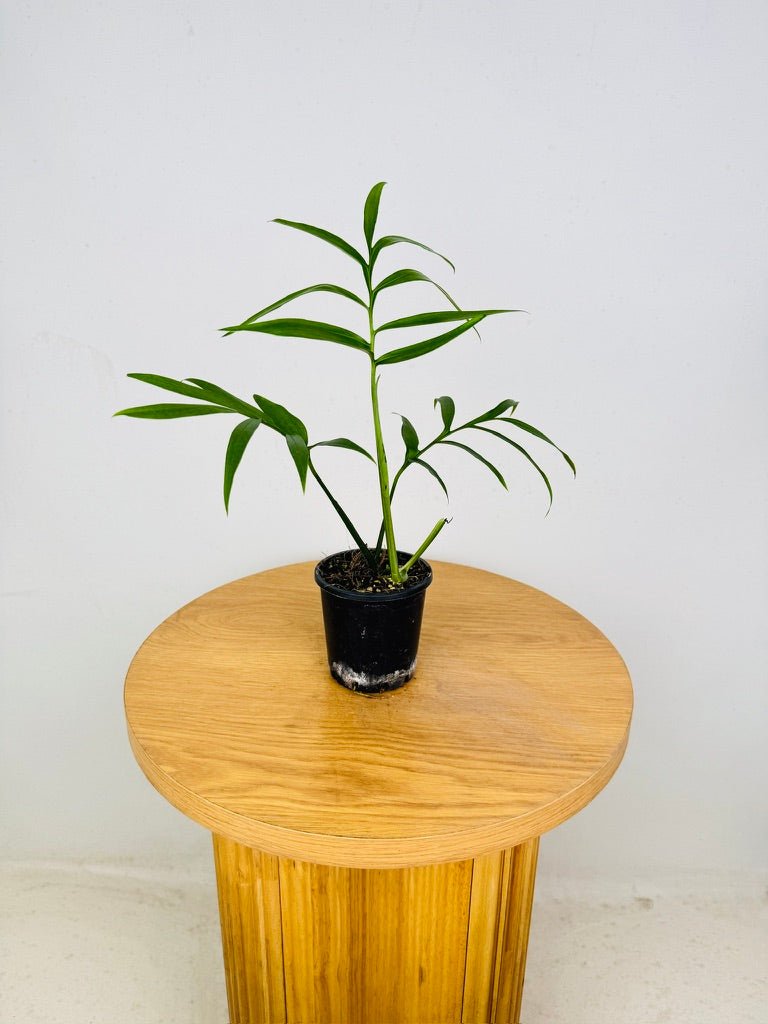 monstera subpinnata Monstera Subpinnata | Uprooted