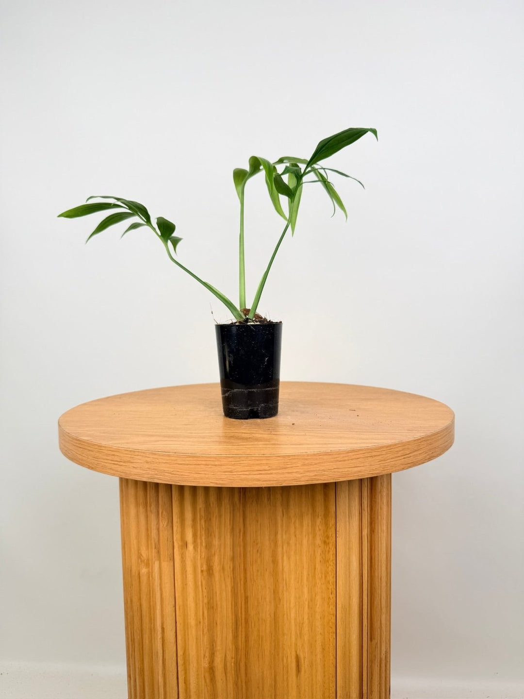 Monstera Subpinnata | Uprooted