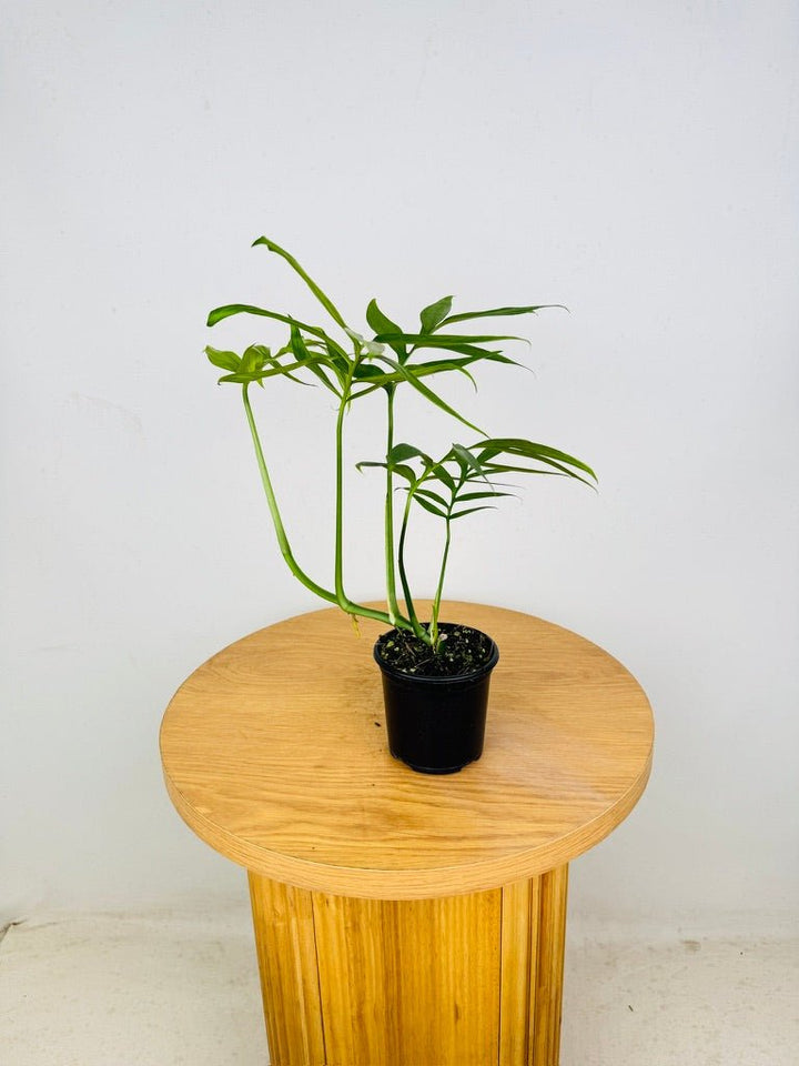 Monstera Subpinnata | Uprooted