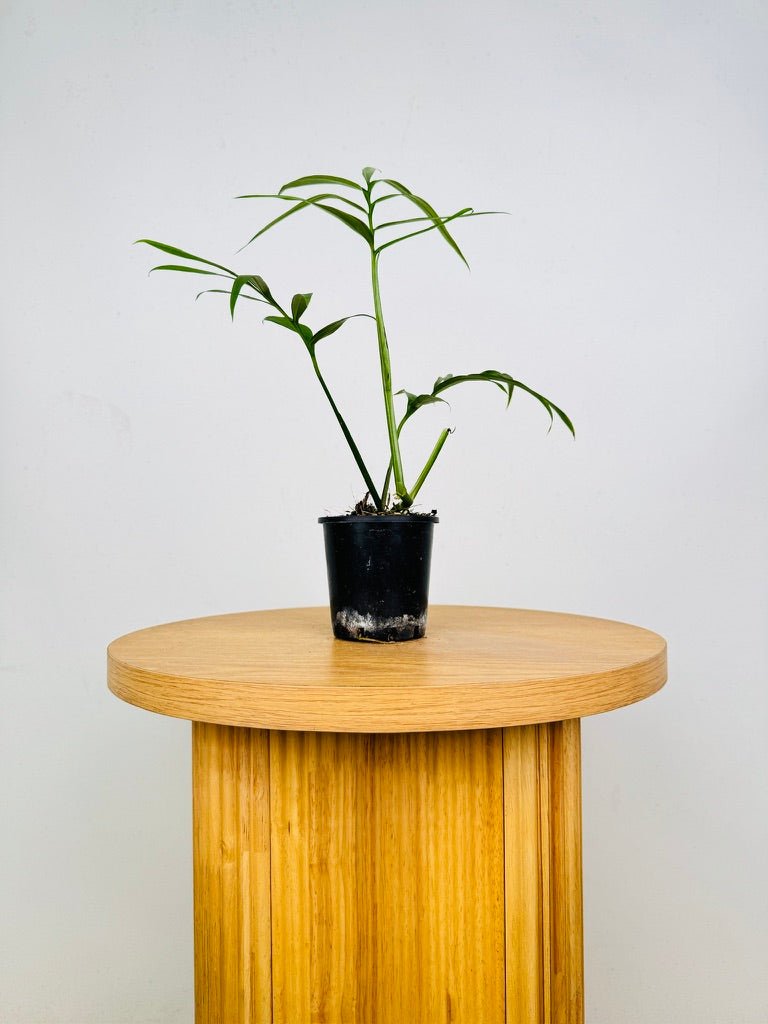 Monstera Subpinnata | Uprooted