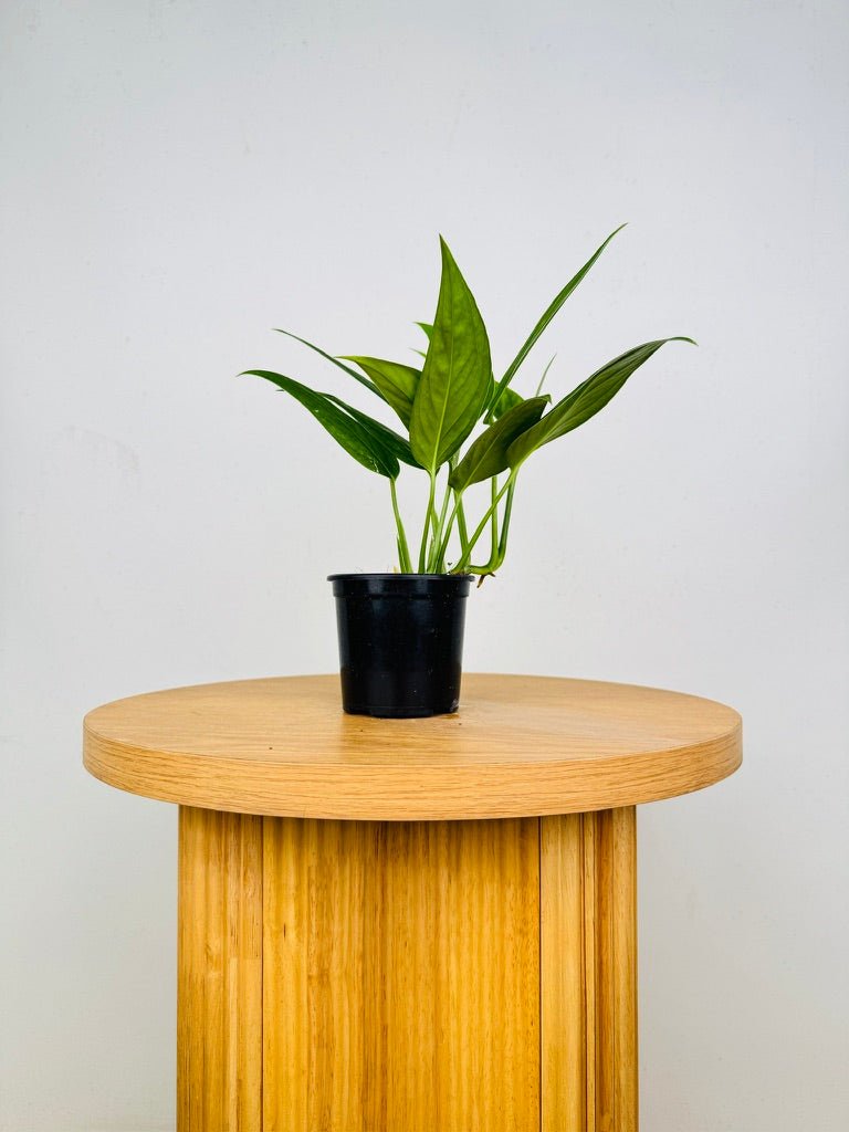 monstera xanthospatha Monstera Xanthospatha | Uprooted