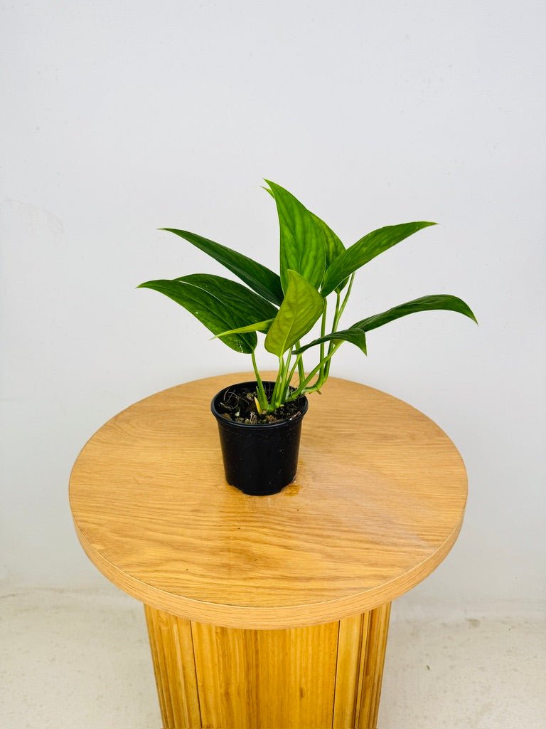 monstera xanthospatha Monstera Xanthospatha | Uprooted