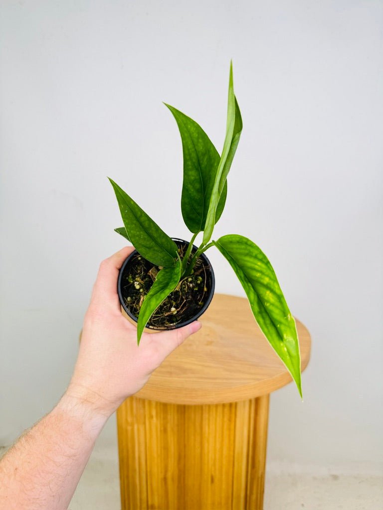 Monstera Xanthospatha | Uprooted