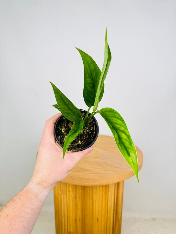 Monstera Xanthospatha | Uprooted