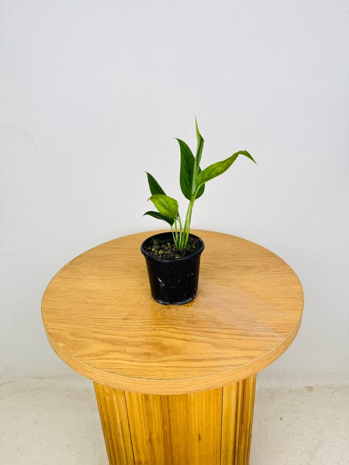 Monstera Xanthospatha | Uprooted