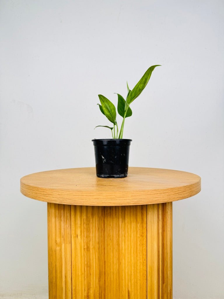Monstera Xanthospatha | Uprooted