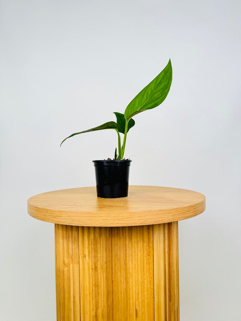 monstera xanthospatha Monstera Xanthospatha | Uprooted