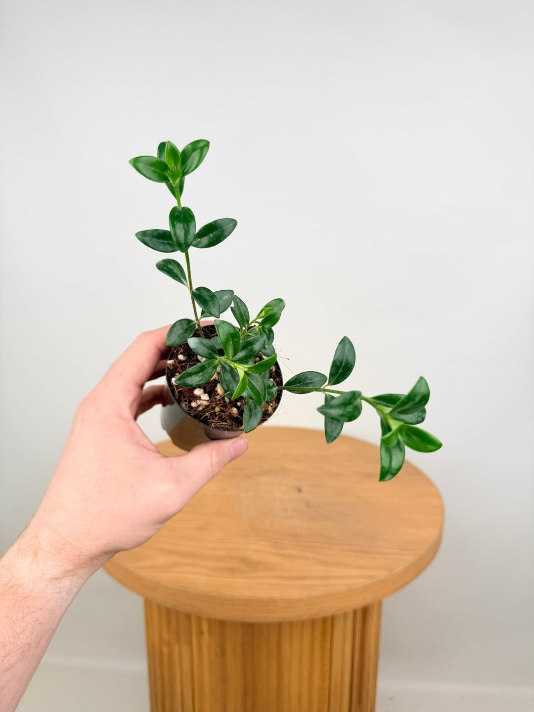 Nematanthus Gregarius - Goldfish Plant | Uprooted