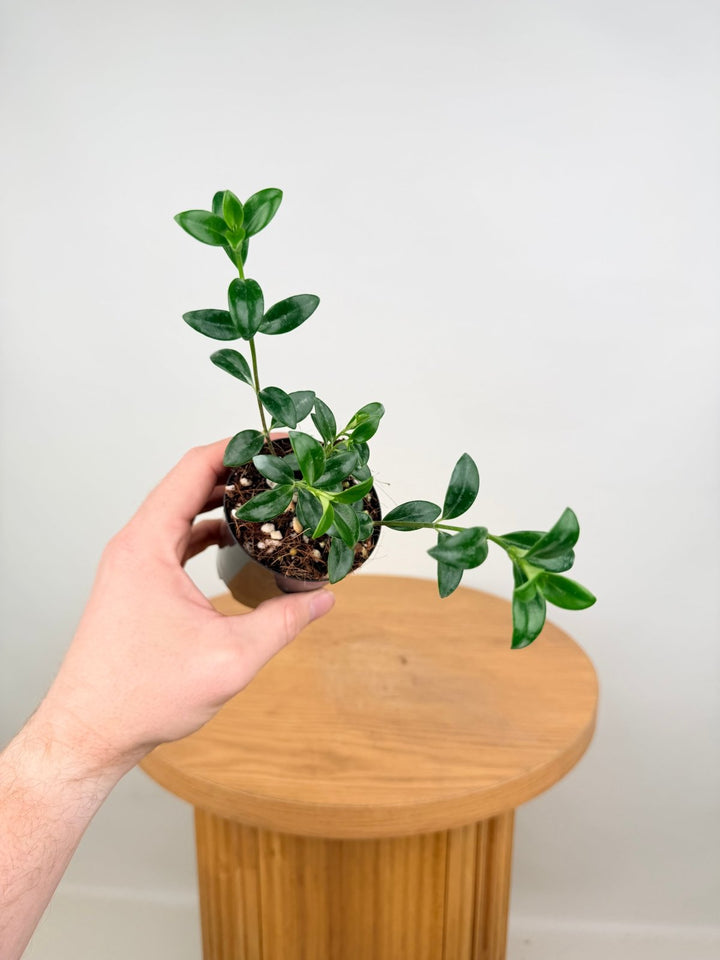 Nematanthus Gregarius - Goldfish Plant | Uprooted