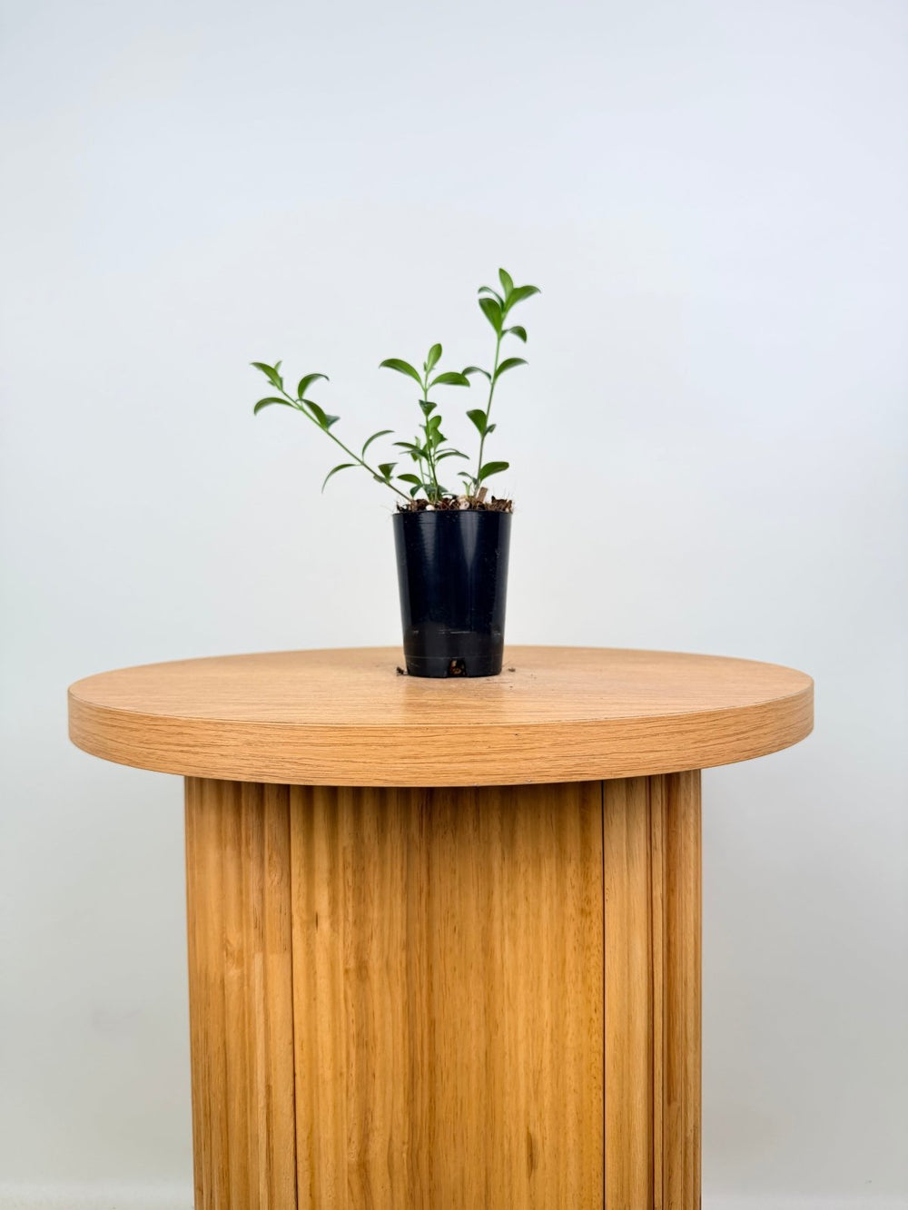Nematanthus Gregarius - Goldfish Plant | Uprooted