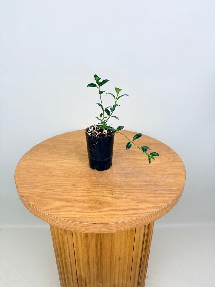 Nematanthus Gregarius - Goldfish Plant | Uprooted