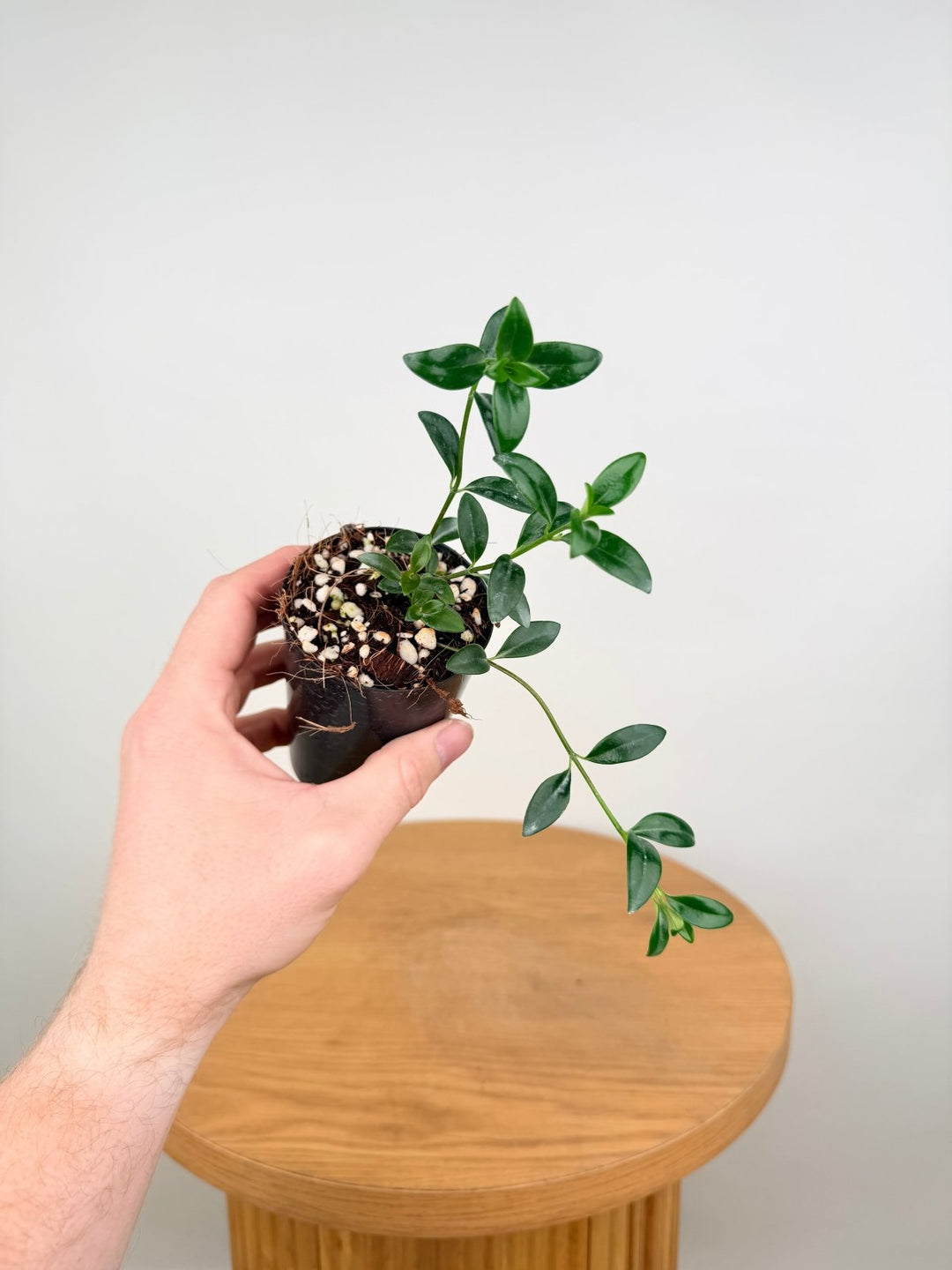 Nematanthus Gregarius - Goldfish Plant | Uprooted