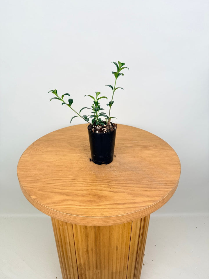 Nematanthus Gregarius - Goldfish Plant | Uprooted