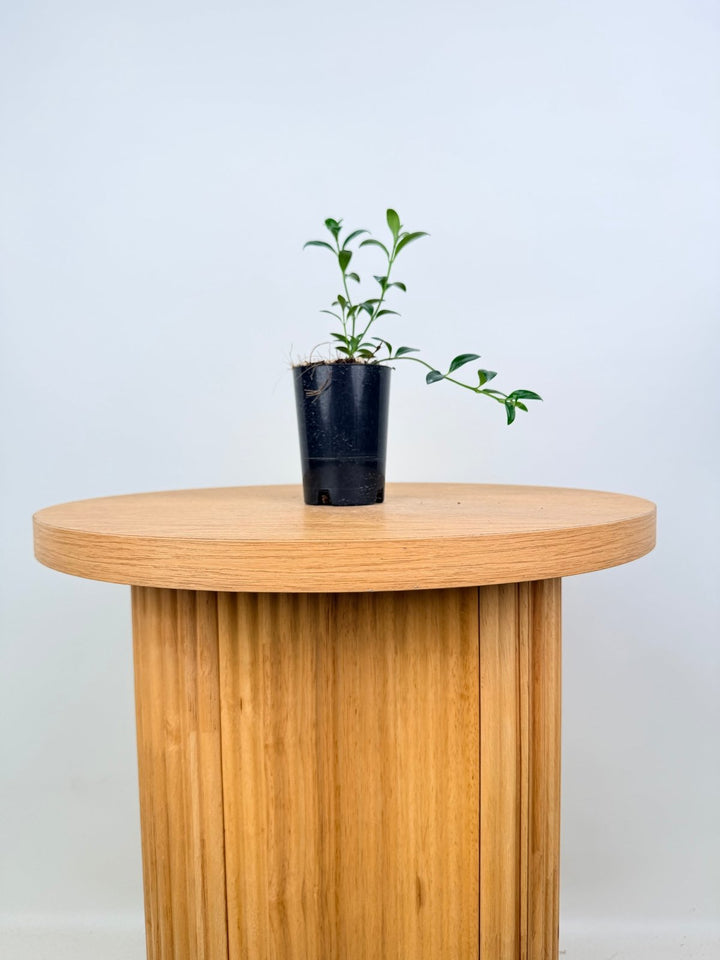 Nematanthus Gregarius - Goldfish Plant | Uprooted