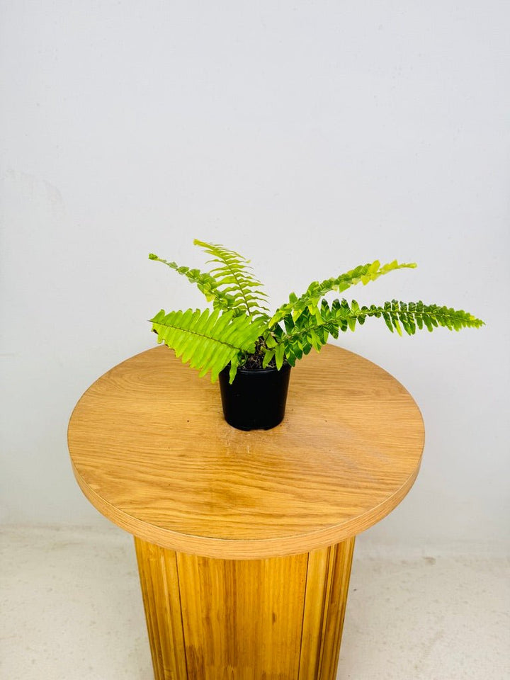 Nephrolepis Exaltata Variegata - Boston Tiger Fern | Uprooted