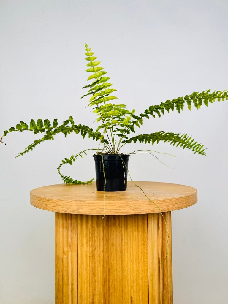 Nephrolepis Exaltata Variegata - Boston Tiger Fern | Uprooted