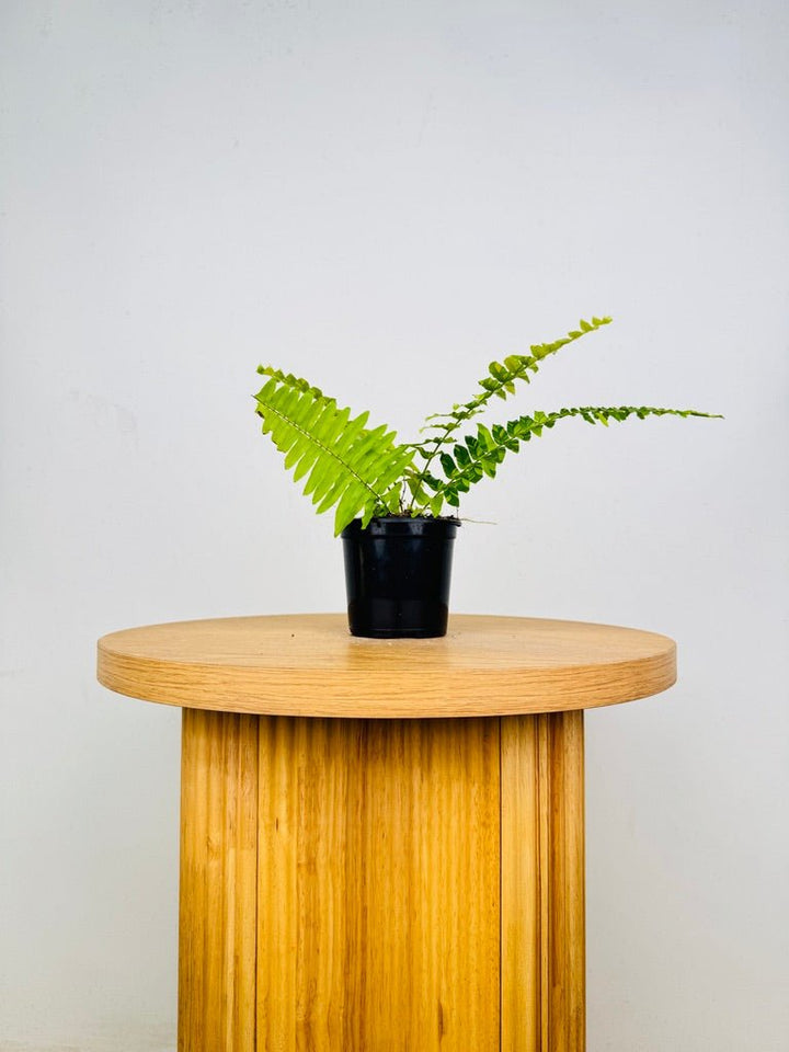 Nephrolepis Exaltata Variegata - Boston Tiger Fern | Uprooted