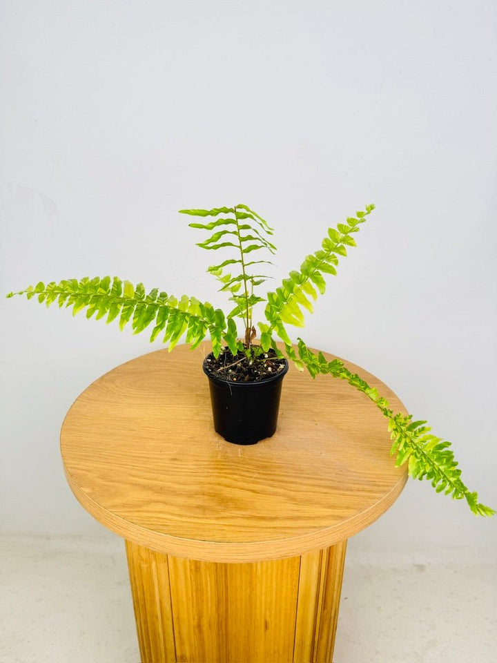 Nephrolepis Exaltata Variegata - Boston Tiger Fern | Uprooted