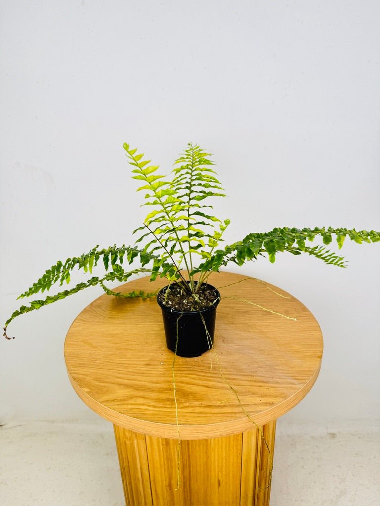 Nephrolepis Exaltata Variegata - Boston Tiger Fern | Uprooted