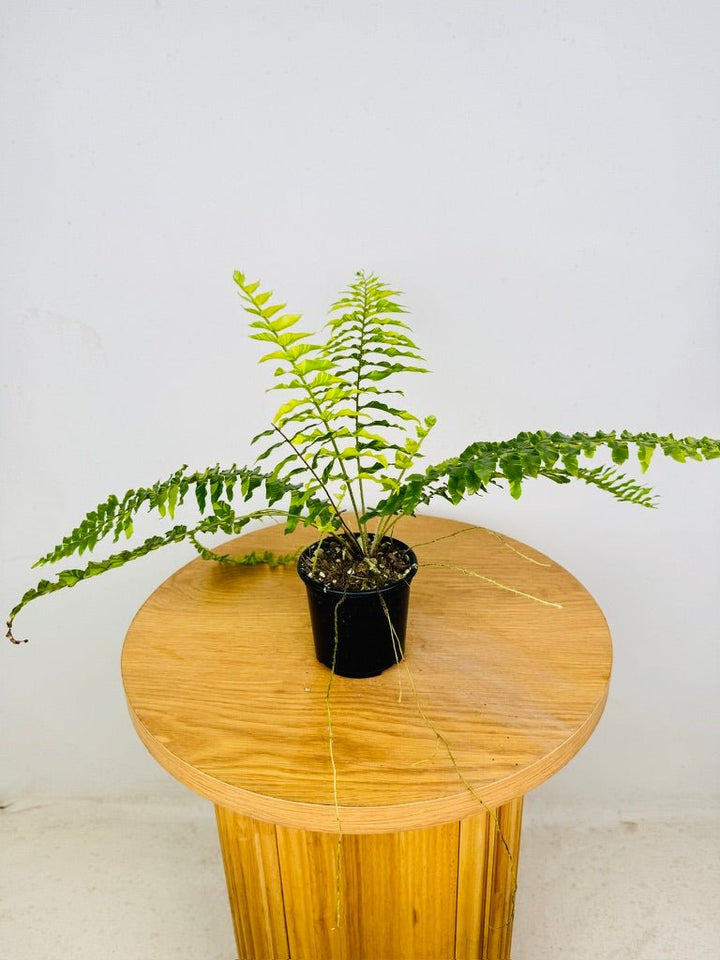 Nephrolepis Exaltata Variegata - Boston Tiger Fern | Uprooted