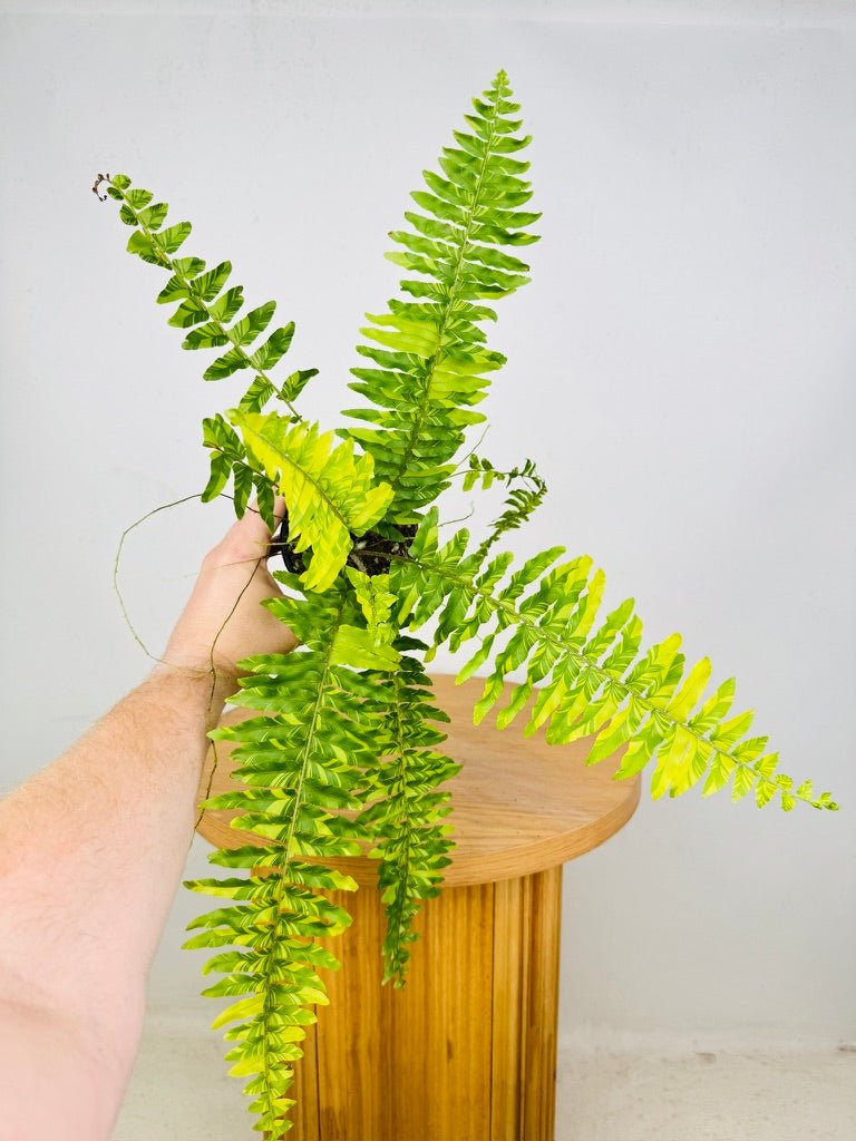 Nephrolepis Exaltata Variegata - Boston Tiger Fern | Uprooted