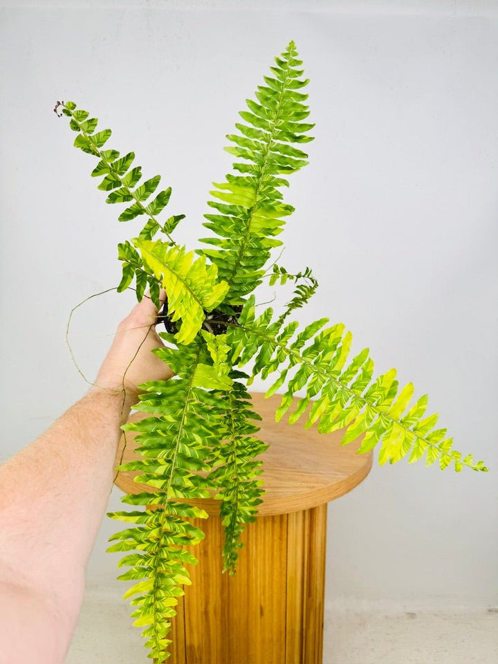 Nephrolepis Exaltata Variegata - Boston Tiger Fern | Uprooted