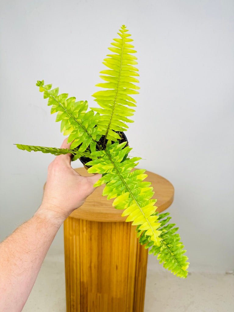 Nephrolepis Exaltata Variegata - Boston Tiger Fern | Uprooted