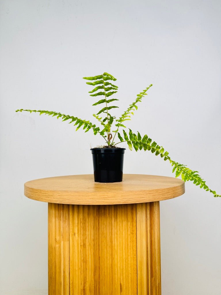 Nephrolepis Exaltata Variegata - Boston Tiger Fern | Uprooted