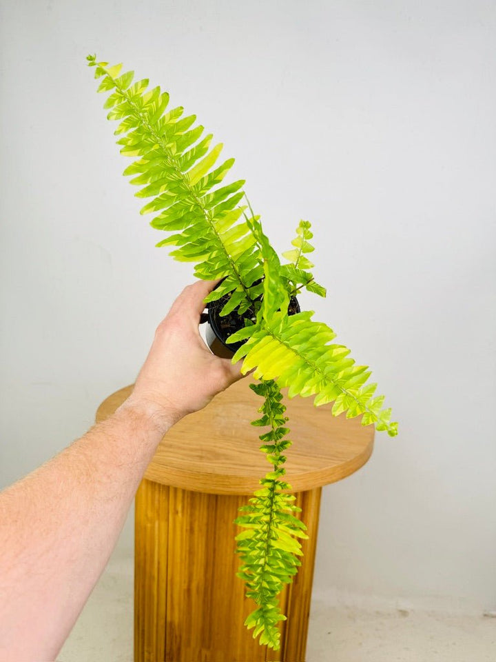 Nephrolepis Exaltata Variegata - Boston Tiger Fern | Uprooted
