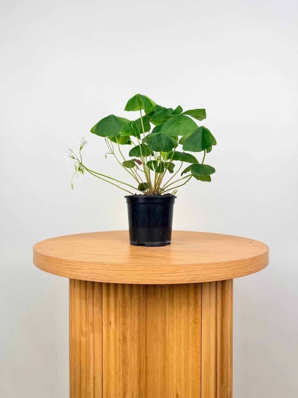 Oxalis Triangularis - Green | Uprooted