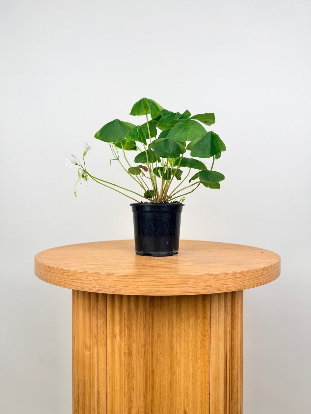 Oxalis Triangularis - Green | Uprooted