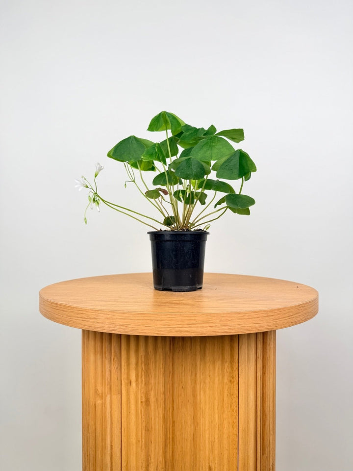 Oxalis Triangularis - Green | Uprooted